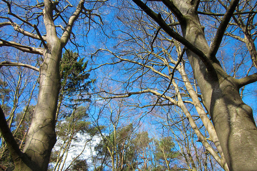 Usedom Bäume