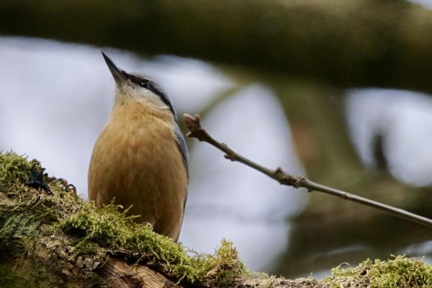 Michael Wendt: Singvogel im Wald bei Balm