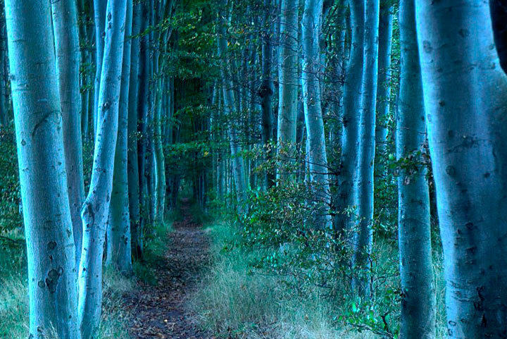 Antje Schulz: Küstenwald Rügen