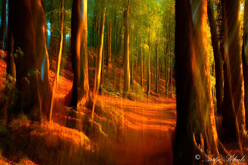 Wald an der Ostseeküste 1