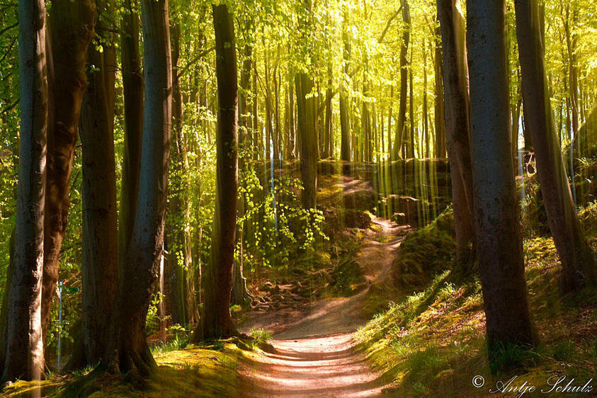 Antje Schulz: Wald an der Ostseeküste 2