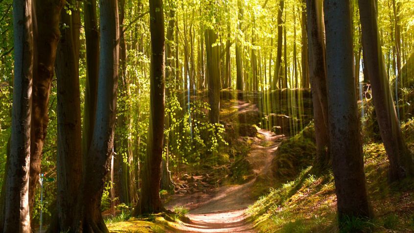 Wald an der Ostseeküste 2
