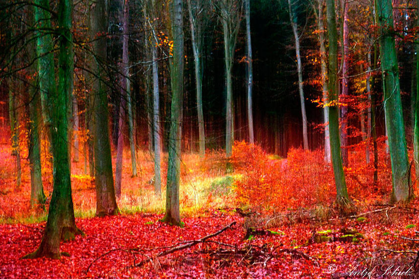 Wald Bansin