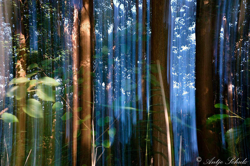 Darßwald