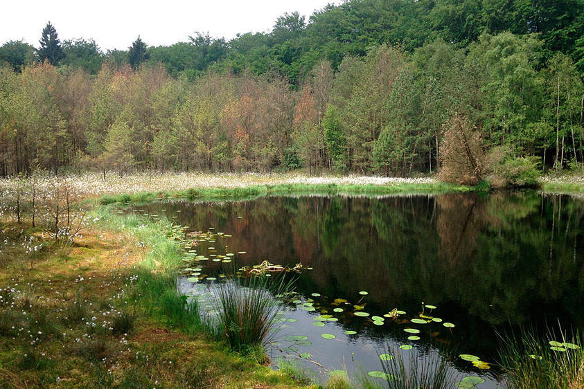 Michael Wendt: Mümelkensee, Bansin